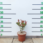 Červienka Fraserova (Photinia × fraseri) ´RED ROBIN´ - výška 20-30 cm, kont. C2L